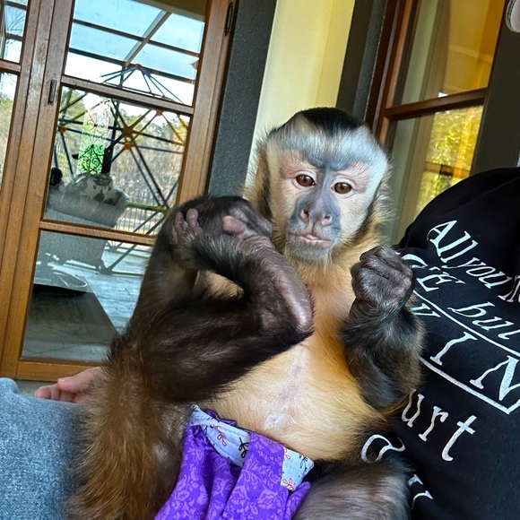 Like this post to get notified of my live shows! - Picture 4 of 11